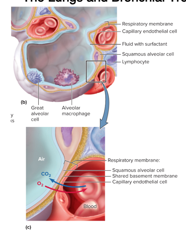 <p>secret phospholipids and proteins to prevent collapse of alveoli</p>