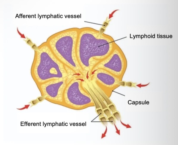 <ul><li><p>Is an important part of the body's internal defence against pathogens.</p></li><li><p>Consists of lymph nodes. </p></li><li><p>All lymph will pass through a lymph nodes before entering back into the blood circulation.</p></li></ul><p></p>