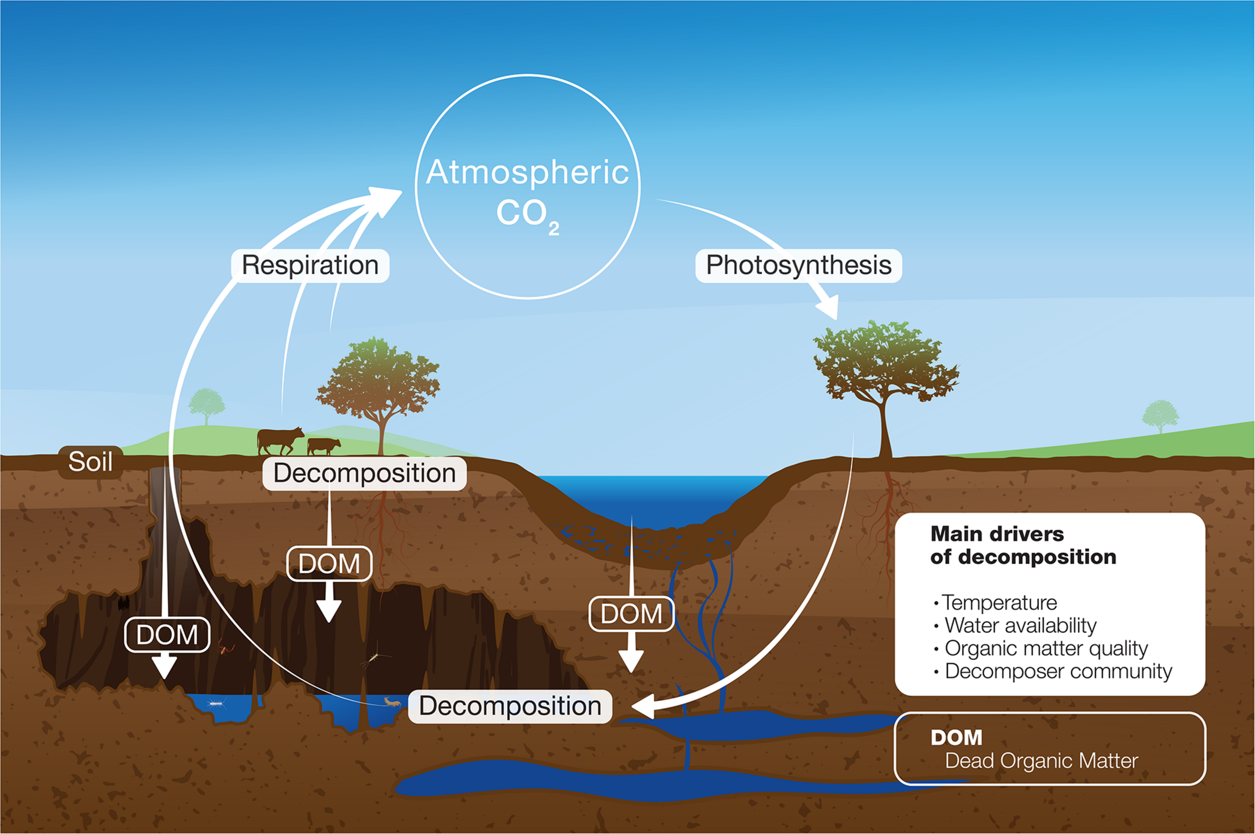 <p>Decomposition</p>