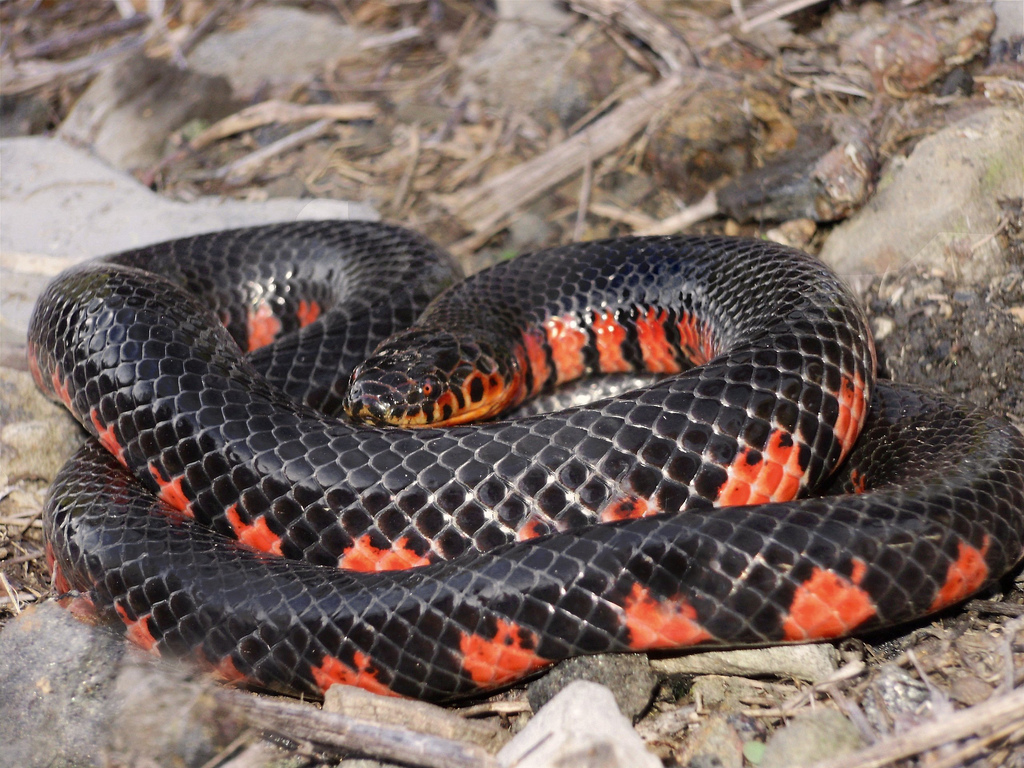 <p>Colubridae. Found in the bootheel. Aquatic</p>