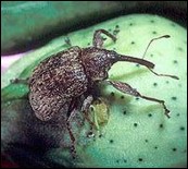 <p>Identify the insect, <strong>order</strong>, and mouthparts</p>