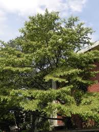 <p>Native to the Philippines and Southeast Asia; conservation status: not endangered. Most easily identified by its small round edible fruits that turn yellow to red and its wide irregular riverbank canopy.</p><p>Large deciduous to semi-deciduous tree (20–35 m) with 15–30 m crown. Trunk 1–2 m diameter, dark gray fissured bark. Deep taproot and lateral roots adapted to riparian zones. Branching high above human height forming dome canopy. Leaves simple (6–15 cm), obovate, smooth margins. Flowers small greenish-white spikes. Fruits small round drupes (1–2 cm), bird- and water-dispersed.</p><p>Used for shade, riverbank stabilization, wildlife food, and edible sour fruits. Non-toxic. Best for riparian buffers, parks, and ecological restoration; not suited for confined urban spaces due to size and fruit drop.</p>