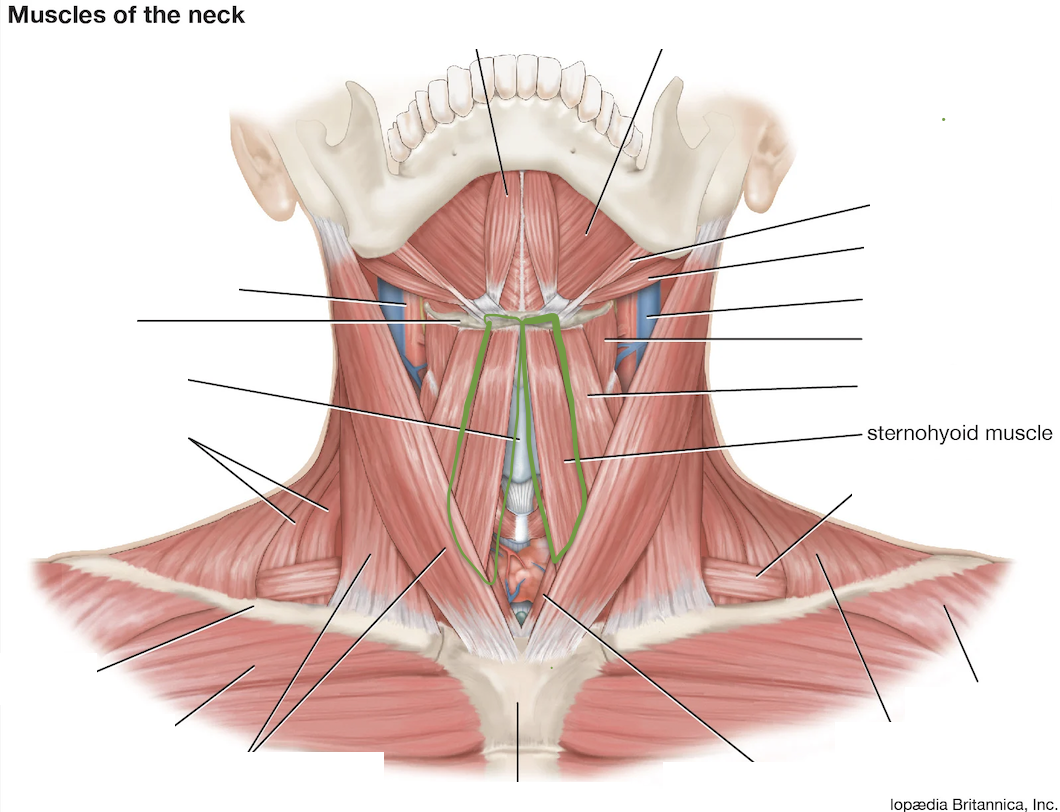 <p>Directly next to cartilage (Towards the center)</p>