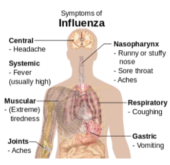 <p><strong><u>Influenza virus</u> </strong>causes <strong>Influenza</strong></p><ul><li><p>Transmitted by <strong>direct</strong> <strong>contact </strong>and <strong>airborne droplets</strong></p></li><li><p>Disease of the <strong>lower respiratory tract</strong></p></li></ul><p></p>