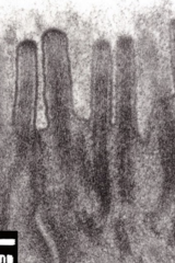 <p>What is the structure pictured?</p>