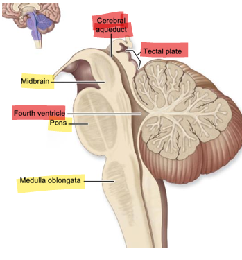 <p>connects 4th ventricle to 3rd ventricle, the “chute”</p>