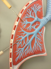 <p>connects bronchi to the alveoli</p>