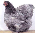 <p>welk type kip is dit</p>
