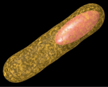 <p>Specialized cells formed for survival under harsh conditions; they appear as unstained areas in a cell.</p>