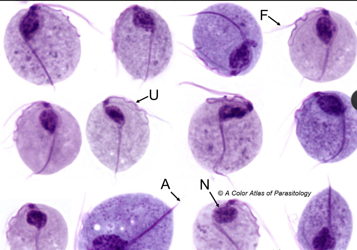 <p>what is shown in the image?</p>