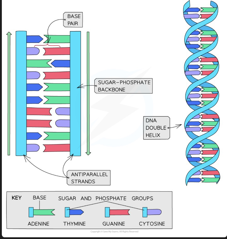 <p>DNA molecule → made of 2 polynucleotide strands running in opposite directions → each strand is held tg by phosphodiester bonds</p><ul><li><p>The 2 strands are held tg by hydrogen bonding between the complimentary nitrogenous bases (A → T and C → G)</p></li></ul><p></p>