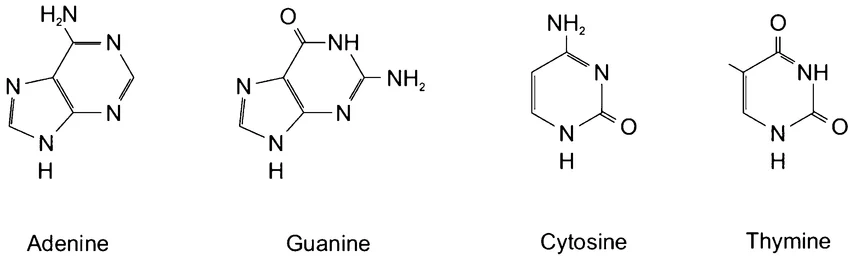 <p>Thymine has 2 double bonded O groups while Cytosine has 1</p><p></p>