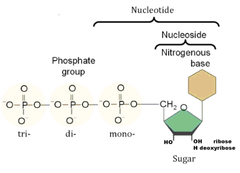 <p>A nucleoside to which one or more phosphate groups are added at C-5 of pentose.</p>