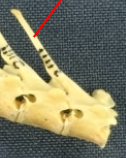 <p>Lagomorph thoracic vertebra (spine missing)</p><p>denoted by the thin and long spinous process on the proximal portion</p>