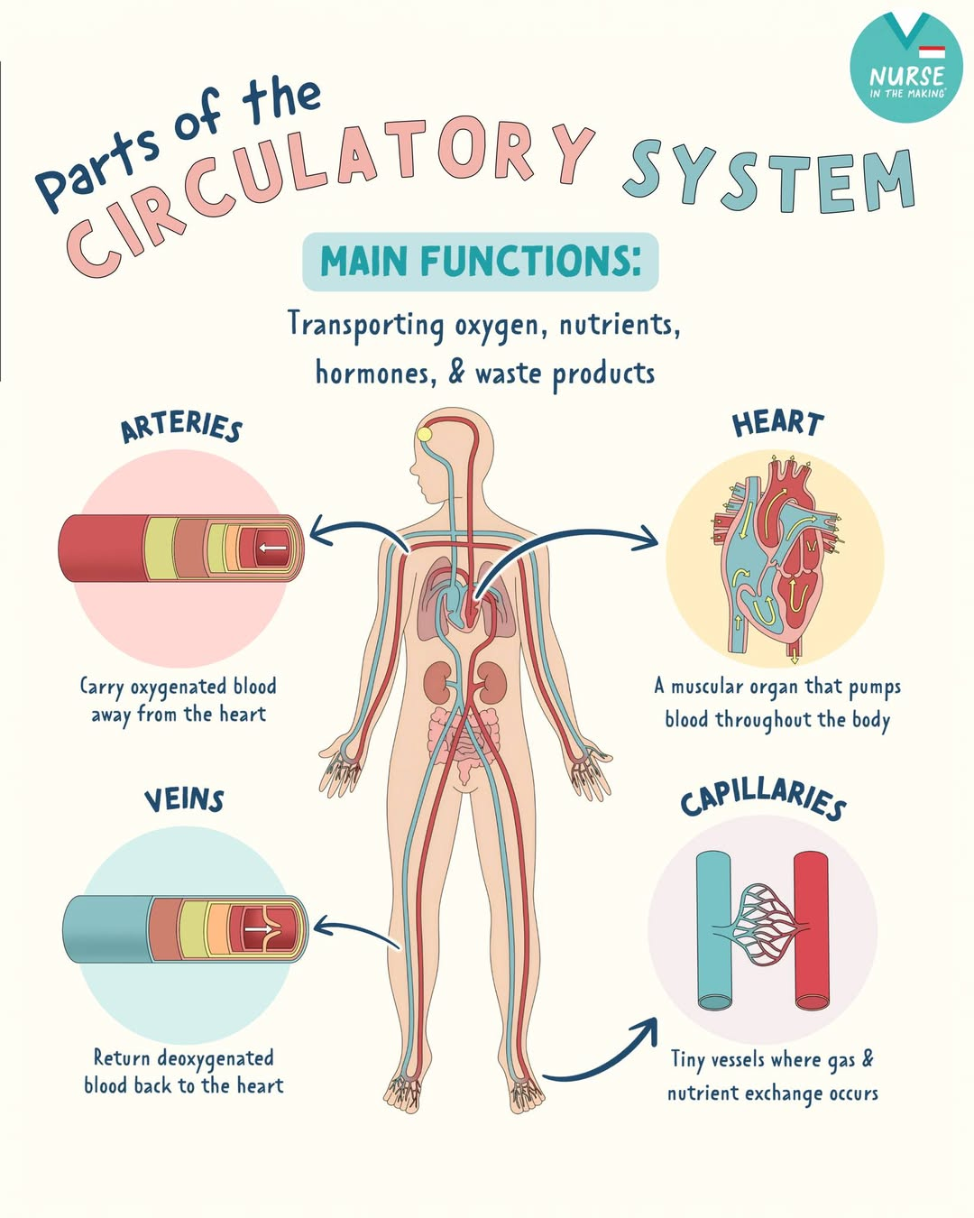 <ul><li><p>heart</p></li><li><p>blood vessels</p></li><li><p>blood</p></li></ul><p></p>