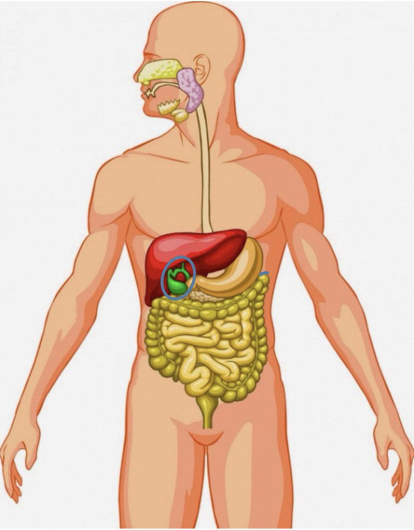 <p><strong><span>Name the following organ</span></strong></p>