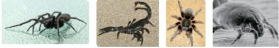 <p>spiders, scorpions, mites, ticks</p>
