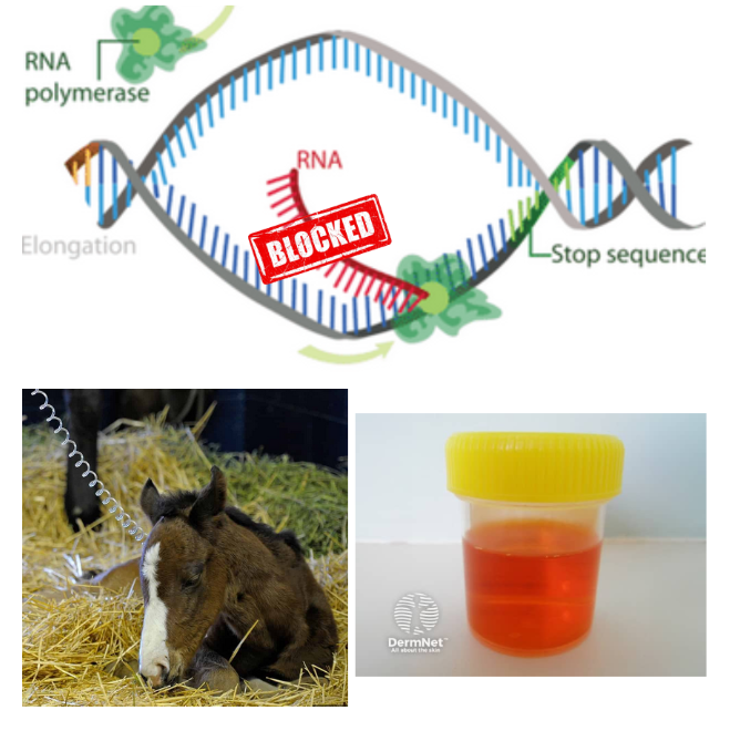 <p>Rhodococcus equi infections.</p>