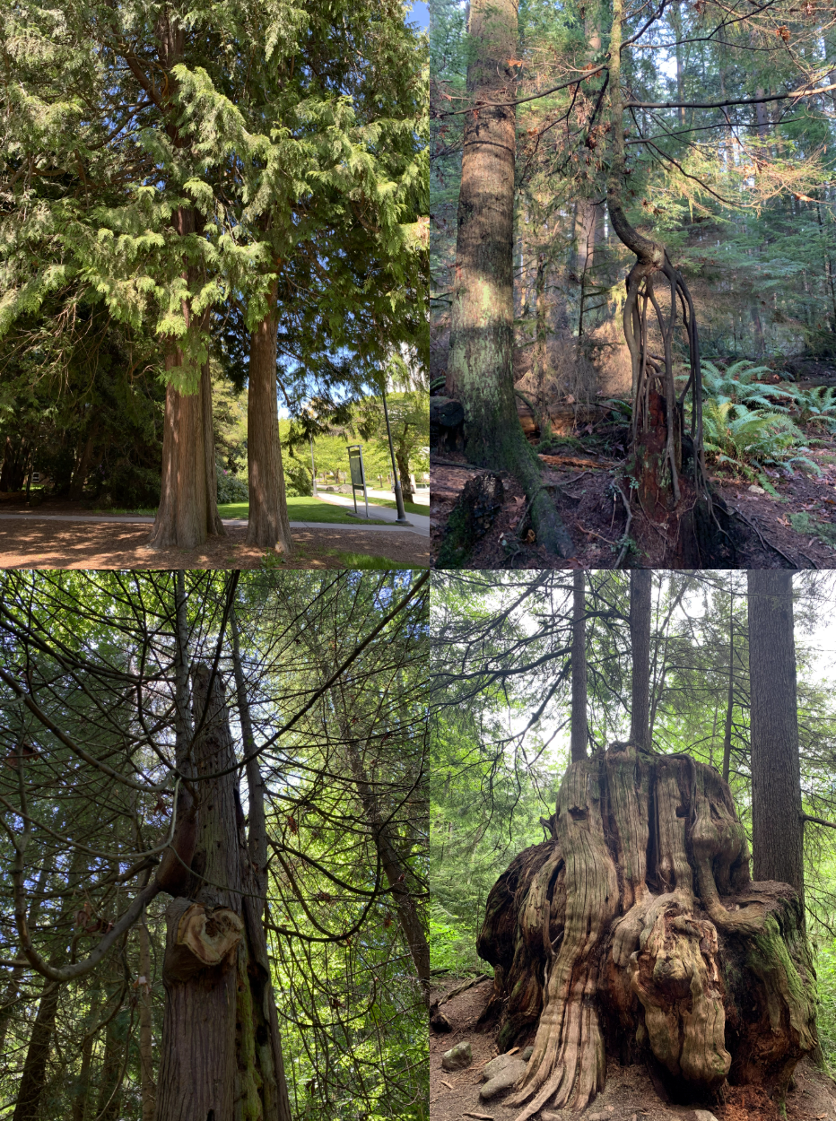 <p>Western Redcedar </p>