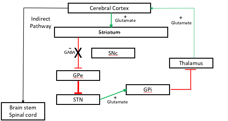 <p>early- indirect path affected (striatum not as effective) (picture seen)</p><p>late- both indirect and direct path dysregulated</p>