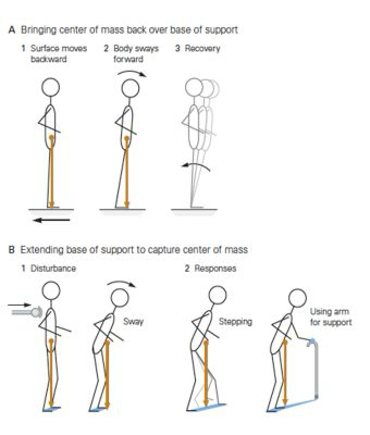 <p></p><ul><li><p><strong>Ankle Strategy</strong></p><ul><li><p>Utilized when perturbation is relatively small</p></li><li><p>Example: forward perturbation&nbsp;→ plantarflexors used to "come back"</p></li></ul></li><li><p><strong>Hip Strategy</strong></p><ul><li><p>Utilized when larger perturbation occurs&nbsp;<u>or</u>&nbsp;there is a narrow base of support</p></li></ul></li><li><p><strong>Stepping Strategy</strong></p><ul><li><p>Utilized for larger perturbation where you need to take a step to prevent falling, etc.</p></li></ul></li><li><p><strong>Suspensory Strategy</strong></p><ul><li><p>&nbsp;More of a protective strategy</p></li><li><p>Example: walking over an icy surface, you already have knees bent; it is a "protective" and automatic strategy</p></li></ul></li></ul><p></p>