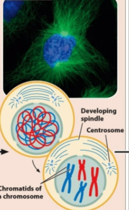 <p>Prophase of mitosis</p>