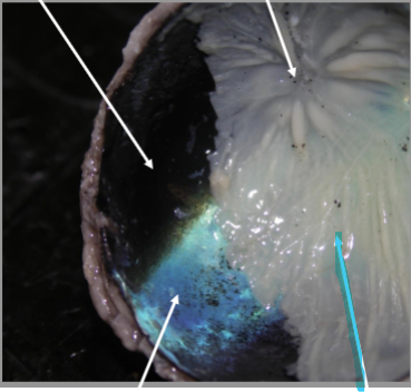 <p>What is the arrow pointing at?</p>