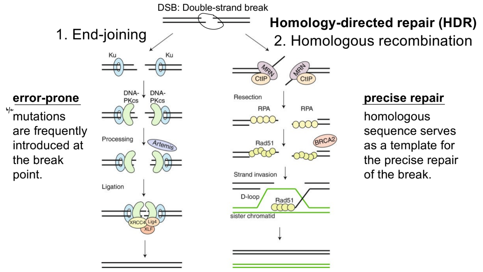 <ul><li><p>exposure to <u>environmental mutagens</u></p></li><li><p>deliberate breaks caused during gene editing (aka gene editing machinery) <span style="color: rgb(198, 193, 193);">(will go over in later unit)</span></p></li></ul><p>__</p><p>double-stranded DNA breaks can be repaired via:</p><ul><li><p><strong><u>end-joining</u></strong><u> (EJ)</u></p><ul><li><p><u>error-prone</u> (b/c <u>mutations are introduced a lot at the break</u>)</p></li></ul></li><li><p><u>homology-directed repair (HDR)</u>, such as <strong><u>homologous recombination</u></strong> </p><ul><li><p><u>precise repair</u> (b/c <u>homologous sequences act as the template</u> for precise repair of the break)</p></li></ul></li></ul><p></p>
