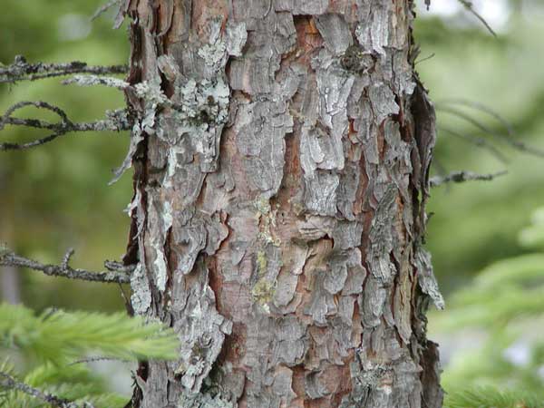 <p>Picea mariana</p>