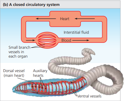 <p>Closed circulatory system</p>