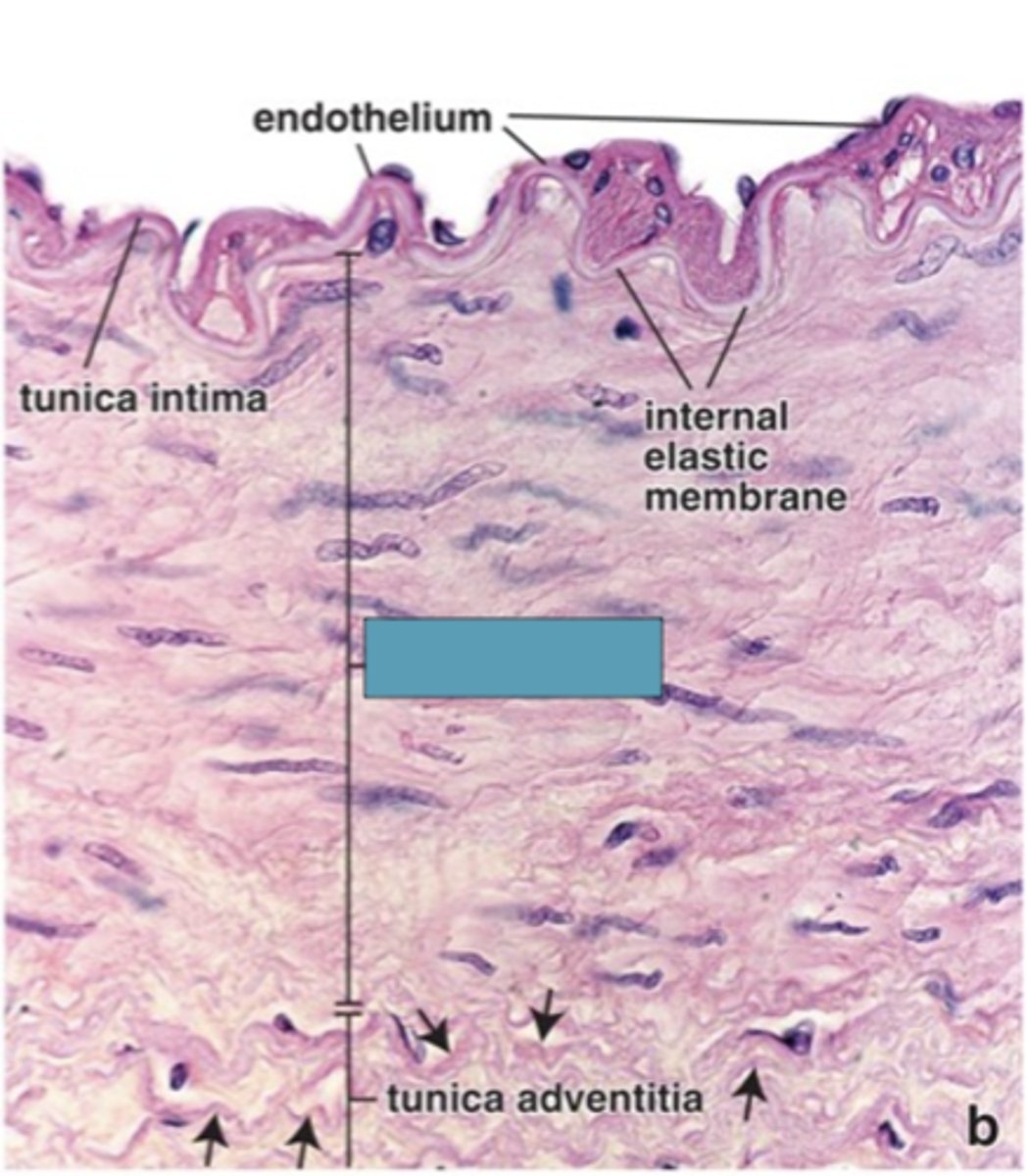<p>Identify the layer of the vessel</p>