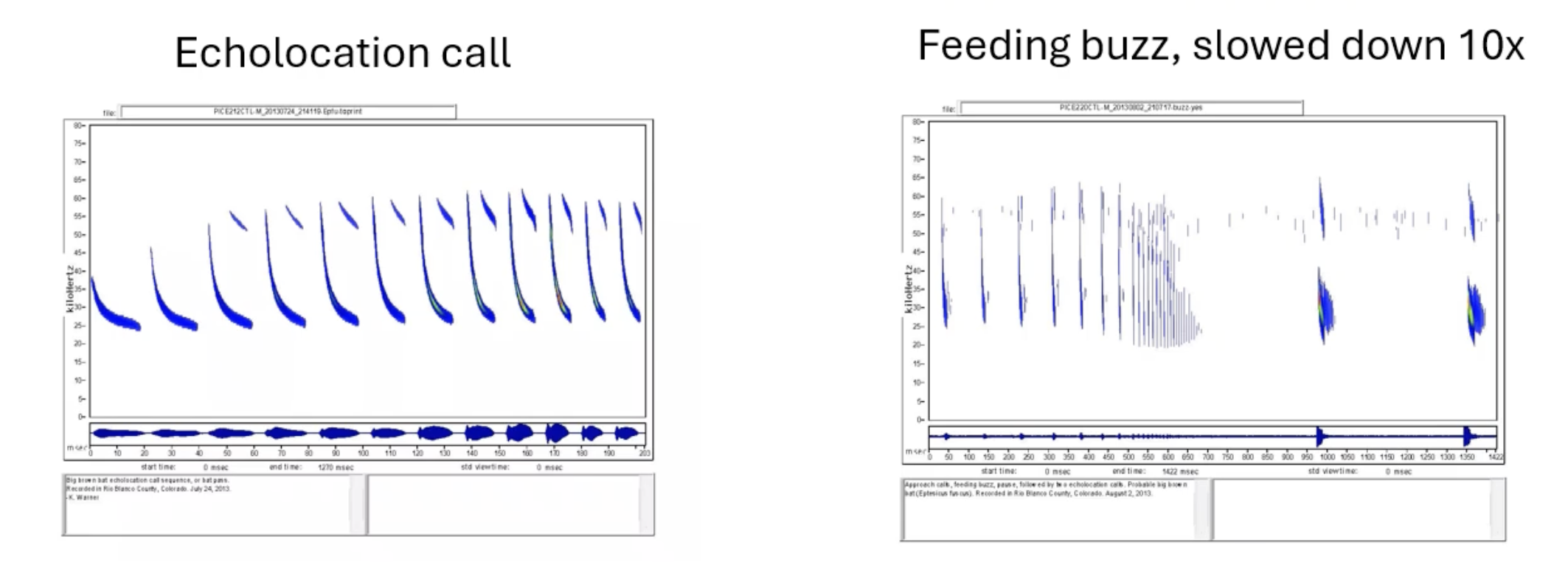 <p>echolocation call is what bats use to find the prey item and navigate its environment - feeding buzz is used to narrow in on the specific location of the prey items</p>