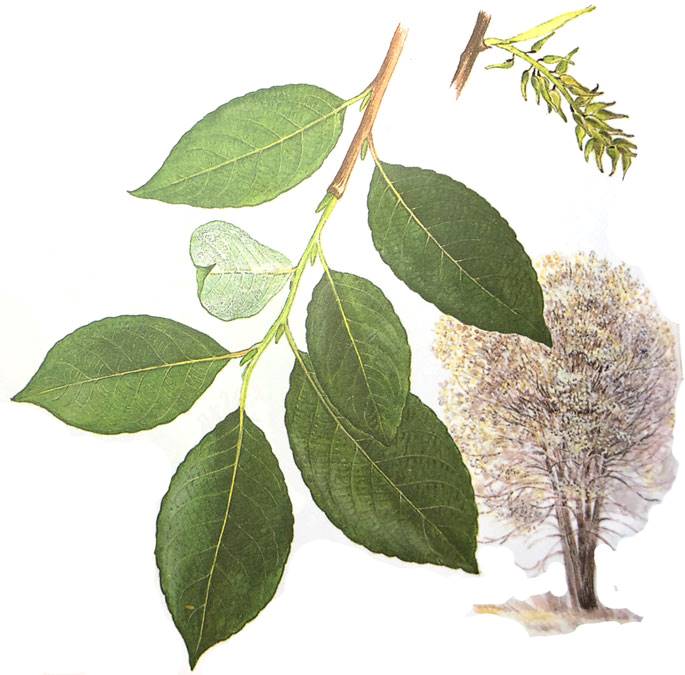 <p>Salix caprea </p>