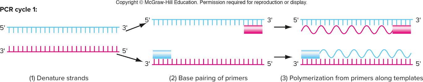 <p>3 steps in PCR (basically replicating DNA)</p>