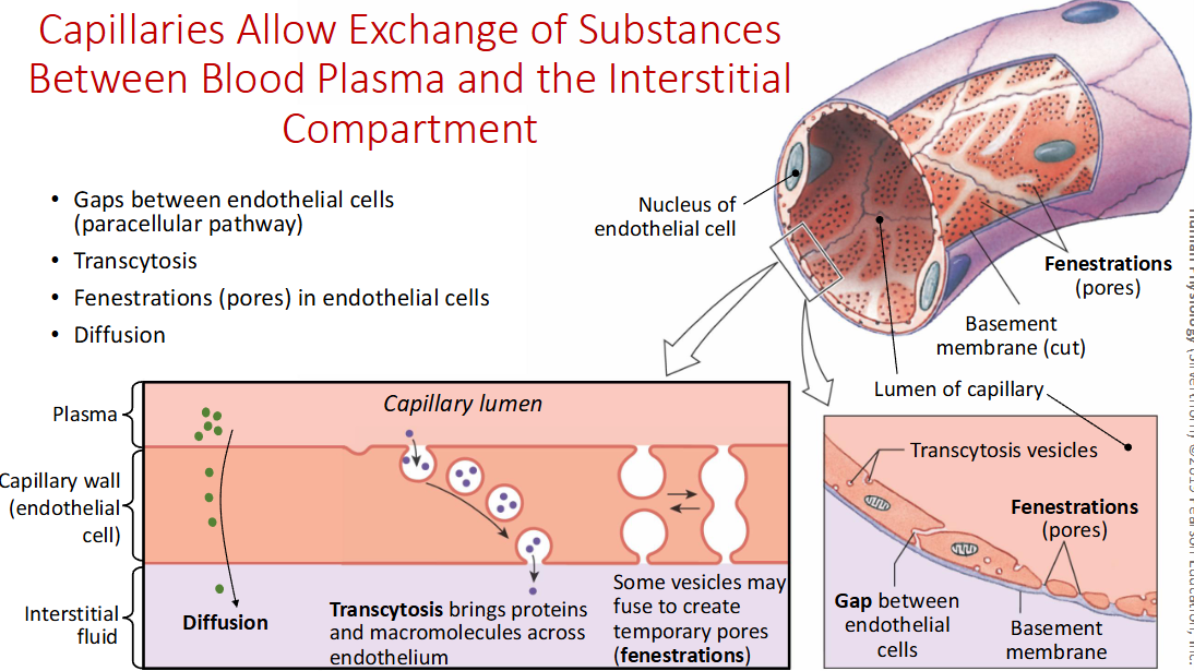 <p>Gaps between endothelial cells and allow for movement by bulk flow for fluid and small molecules like glucose</p>