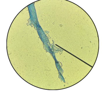 term image