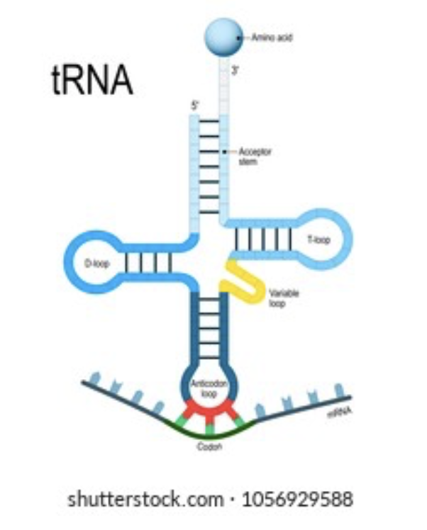 <p>Special transfer RNA molecules (tRNA) in the cytoplasm have 3 bases sticking out, forming an anticodon. On the other side, tRNA temporarily binds to an amino acid. </p><p>The amino acid the tRNA carries depends on its anticodon; there are 64 different tRNA molecules with the bases that differ and the amino acids that can be repeated.</p>