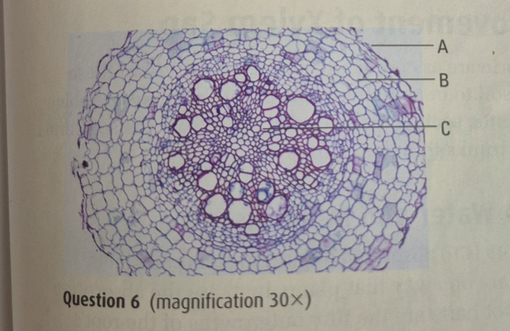 <p>Examine the photo of a root cross section and identify tissues A-C</p>