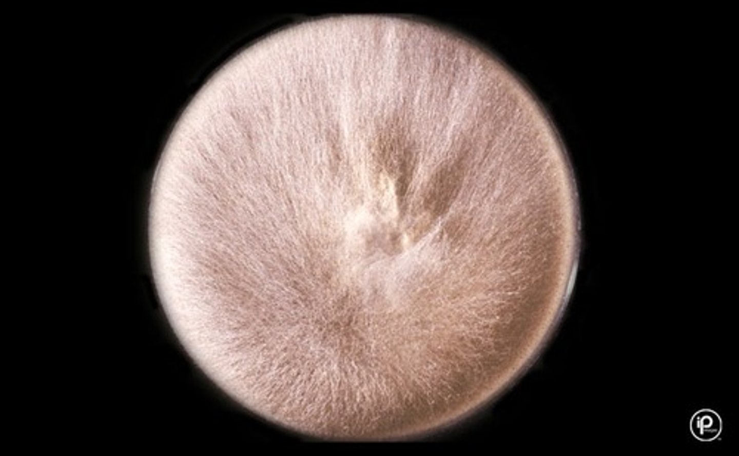 <p>White/gray/brown</p><p>Fluffy</p>