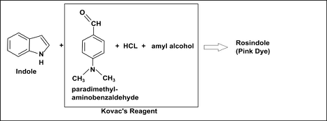 <ul><li><p>detects tryptophanase: hydrolyze tryptophan → indole, pyruvate, + ammonia (NH3)</p></li><li><p>3-5 drops Kovac’s reagent (p-DMABA and HCl dissolved amyl or butyl alcohol); positive is pink top (cerise)</p></li></ul><p></p>