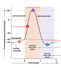 <p>once action potential of +40mV is established, Na⁺ V-G close and K⁺ V-G open</p><p>K⁺ diffuse out, repolarising axon</p><p>temporary overshoot of electrical gradient (too many K⁺ diffuse out) causes inside of axon to be relatively more negative</p><p>V-G K⁺ channels close and Na⁺/K⁺ pump restores resting potential</p>