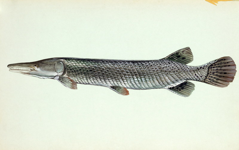<p>two rows of teeth; largest of group; spotted fins; slow, sluggish waters; more tolerable of salinity that others of its group</p>
