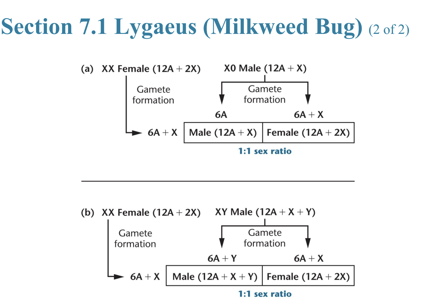 <ul><li><p>Lygaeus mode</p></li><li><p>XX/XY mode</p></li></ul><p></p>