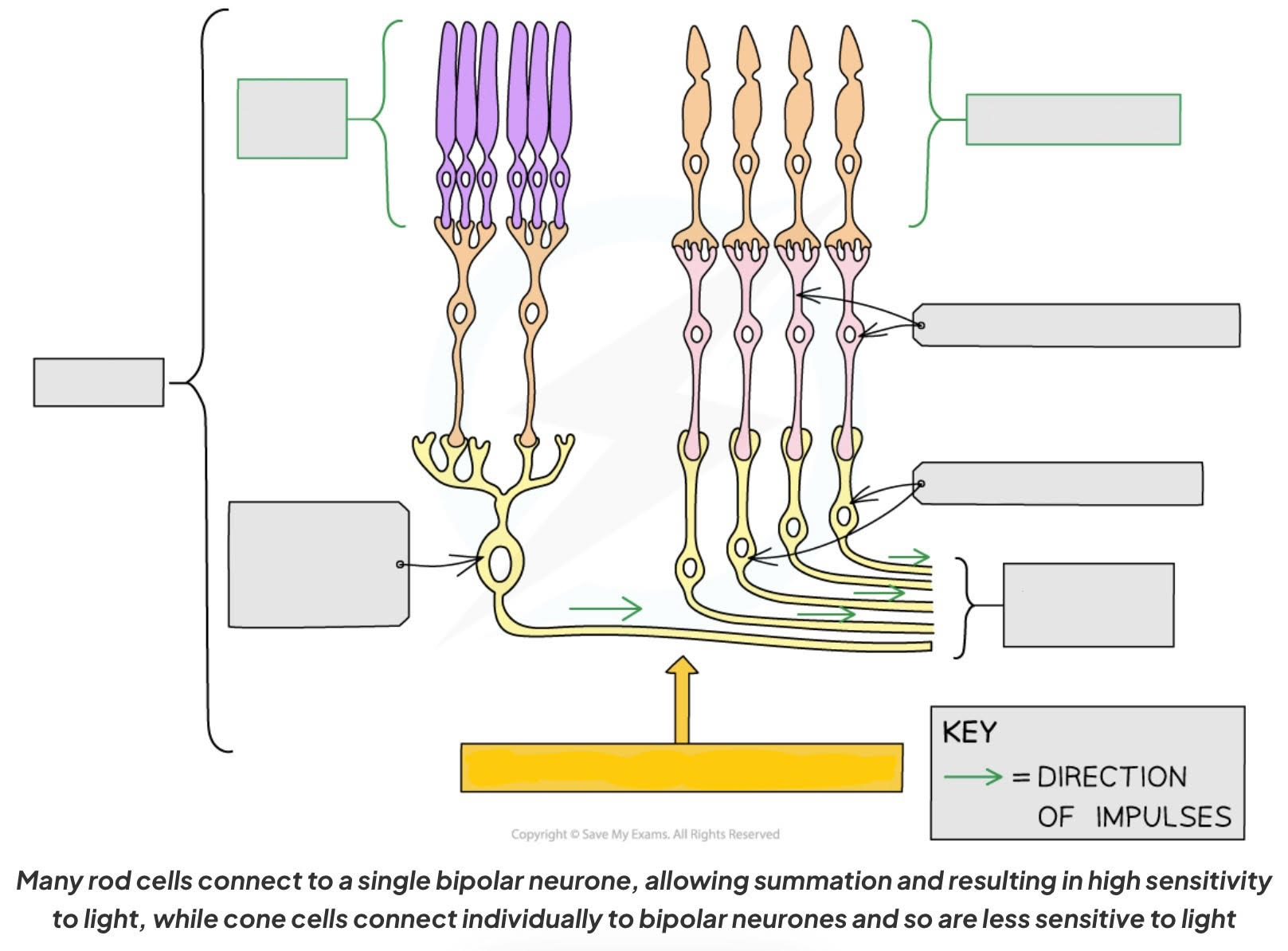 <p>Label this image of the structure of the human retina </p>