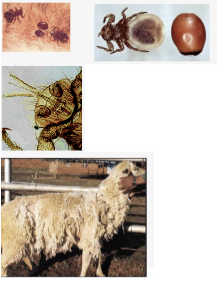 <p>What is the genus of this fly?</p>