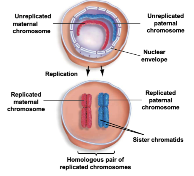 <ul><li><p>each chromosome in the diploid (2n) parent cell is replicated and each chromosome has two identical sister chromatids</p></li><li><p>The two attached sister chromatids are still considered a single replicated chromosome</p></li></ul><p></p>