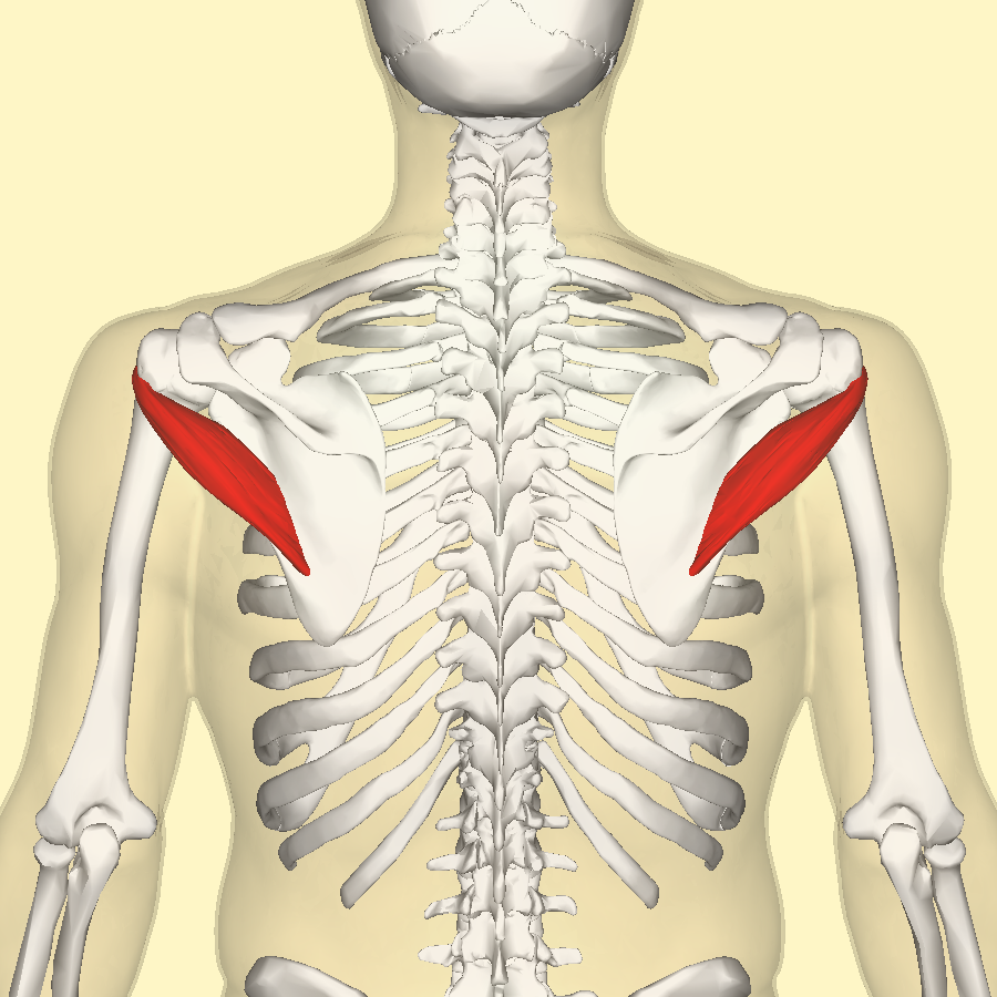 <p>teres minor origin</p>