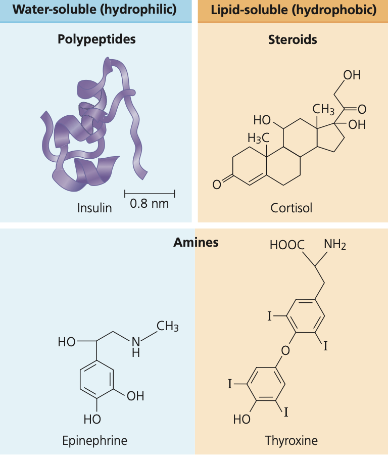 <ul><li><p>Polypeptides = water-soluble (bind to receptors on the membrane)</p></li></ul><ul><li><p>Steroids = lipid-soluble (bind to receptors in the cytoplasm)</p></li><li><p>Amines = BOTH lipid-soluble and water-soluble.</p></li></ul><p>LIPID-SOLUBLE PROTEINS USE TRANSPORT PROTEINS</p><img src="https://assets.knowt.com/user-attachments/9897e0f3-6903-4644-8792-dbfd24bd3c08.png" data-width="100%" data-align="center"><p></p>