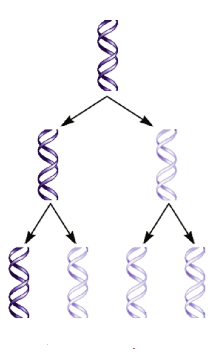 <p>Koks čia DNR replikacijos modelis?</p>