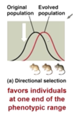 <p>favors individuals at one end of the phenotypic range </p>